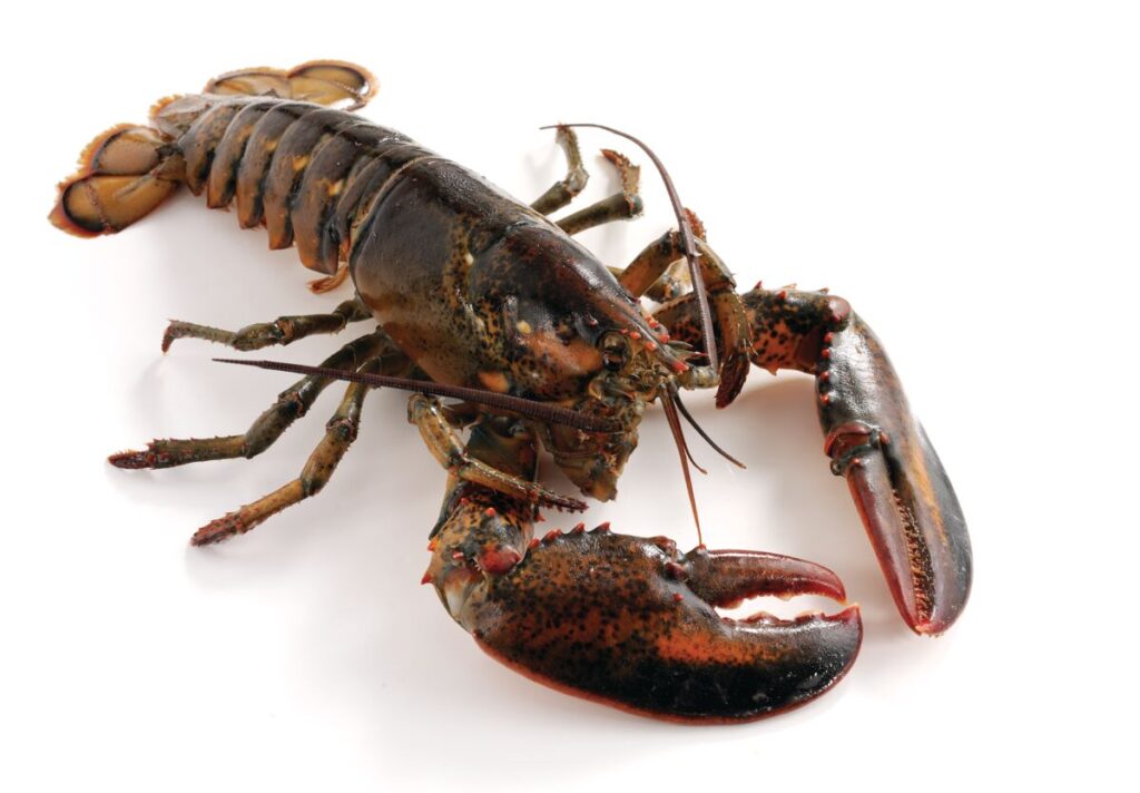 American Lobster displayed on a white background