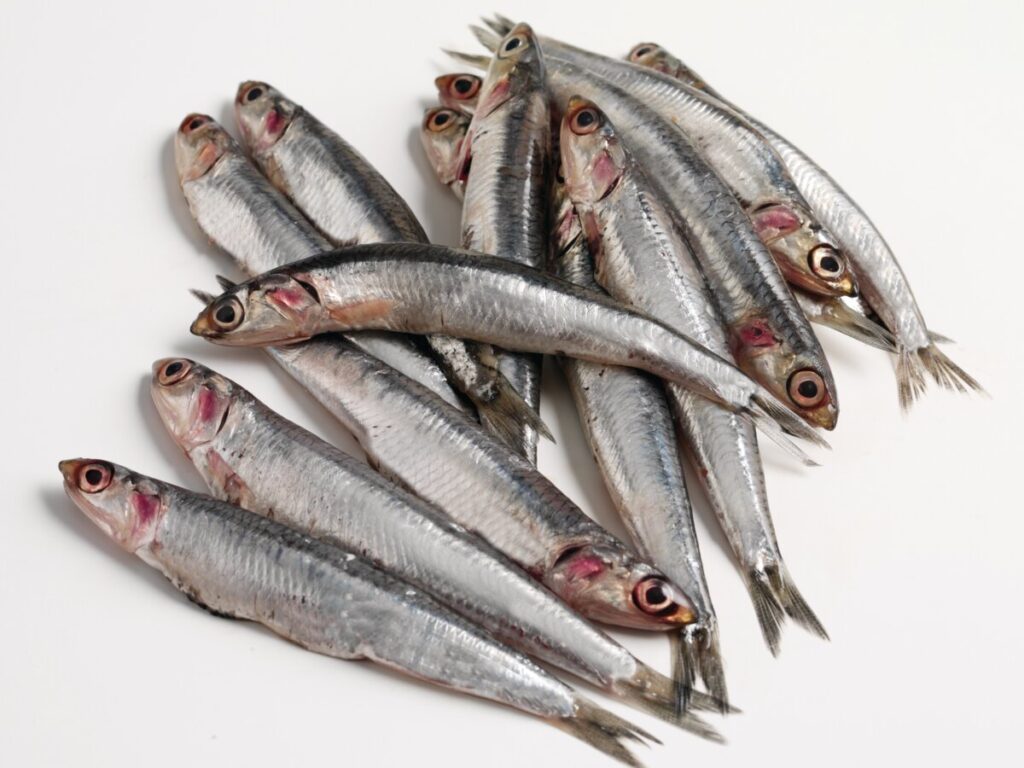 A heap on silvery Anchovies displayed on a white background