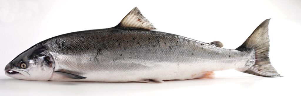 Wild Atlantic Salmon displayed on a white background