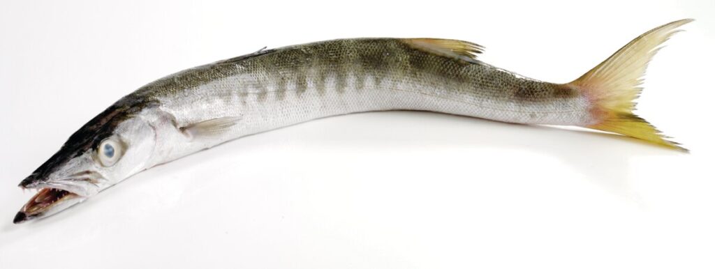 Barracuda displayed on a white background