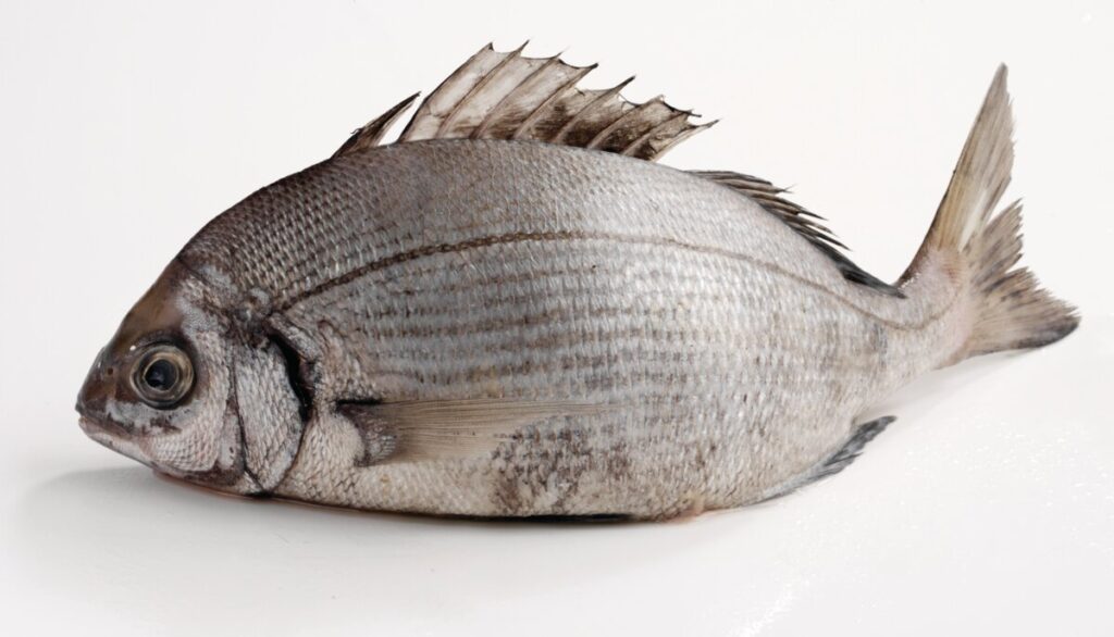 Sea Bream displayed on a white background