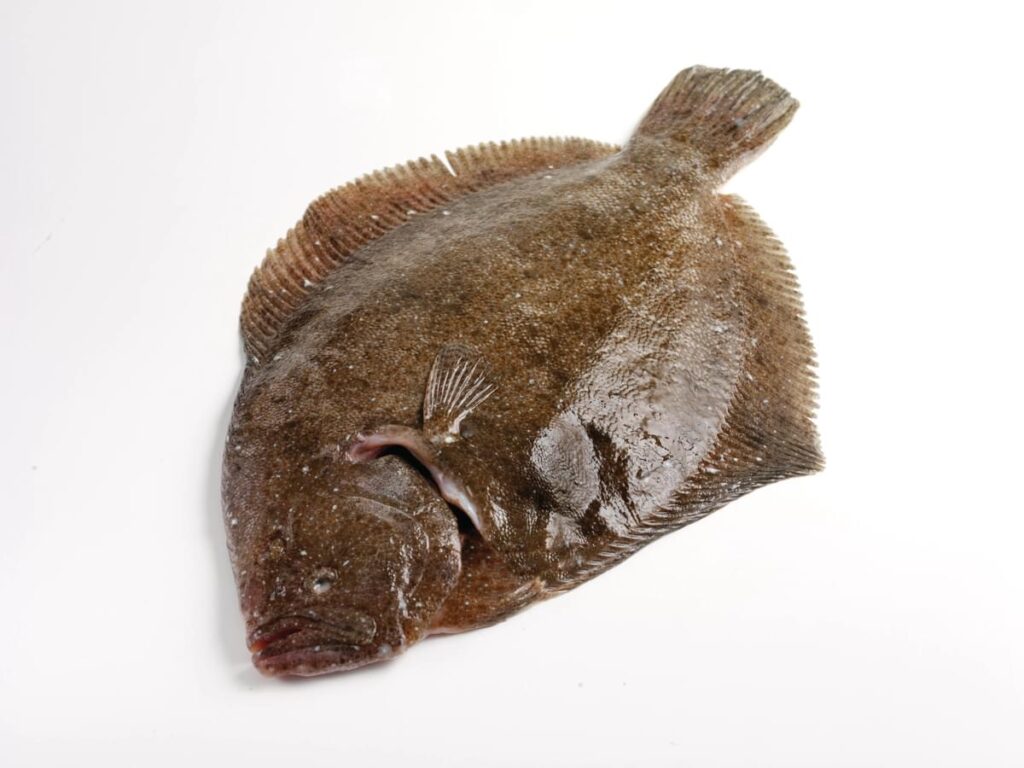 Brill displayed on a white background