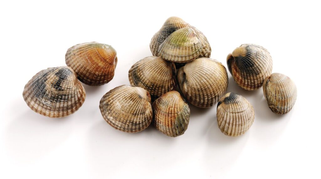 Cockles in a heap on a white background