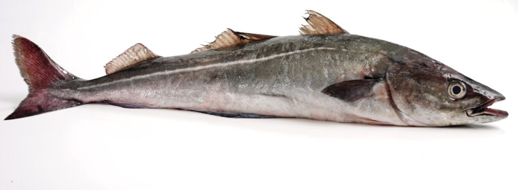 Coley or Coalfish displayed on a white background