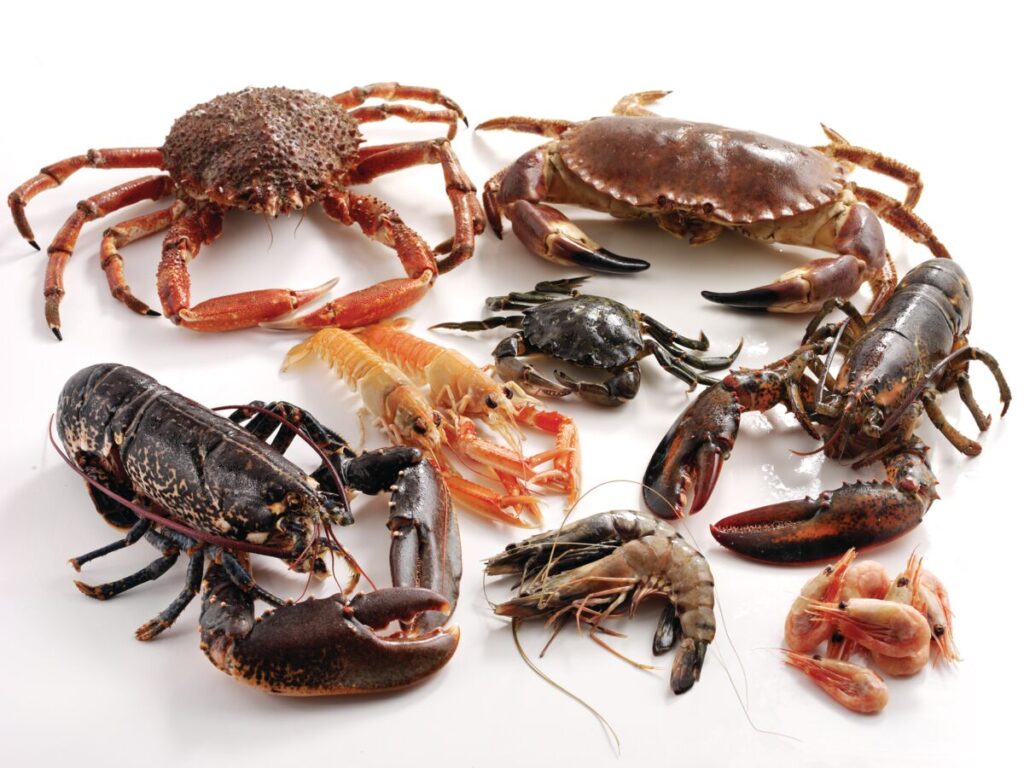 A montage of crustaceans including crabs and lobsters