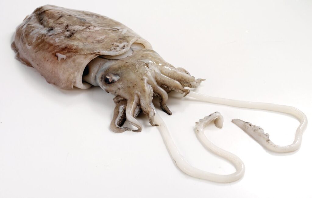 Cuttlefish displayed on a white background