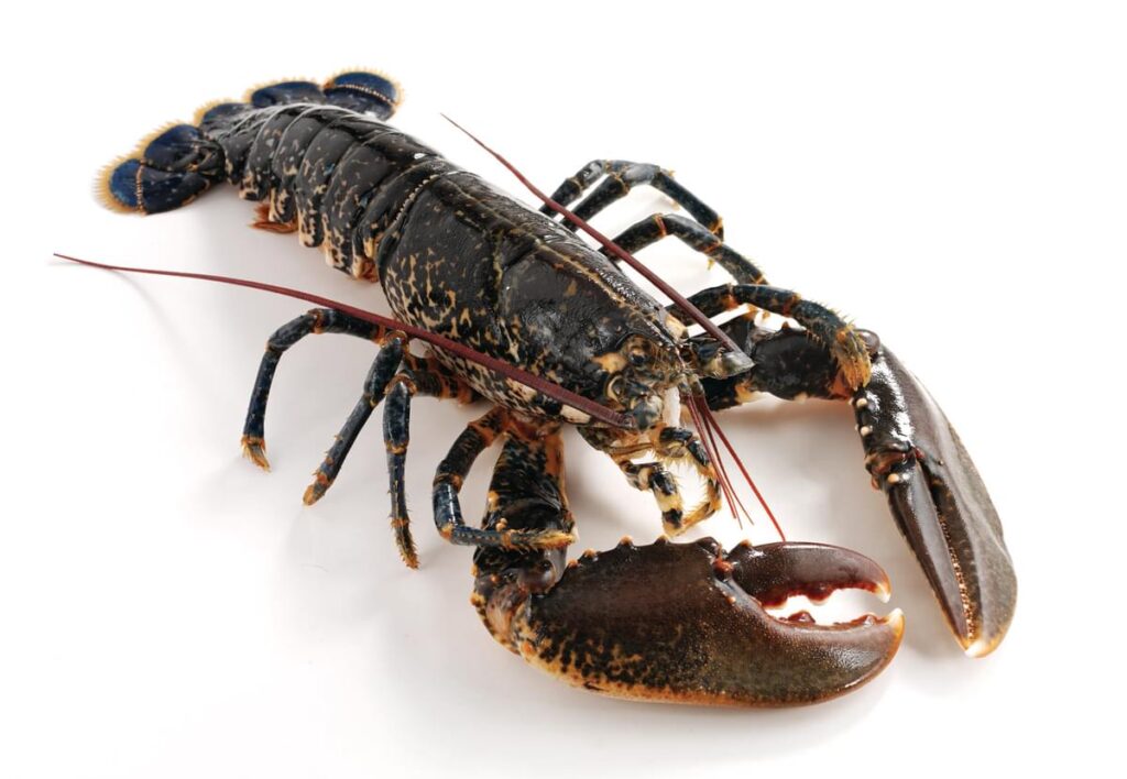 European lobster