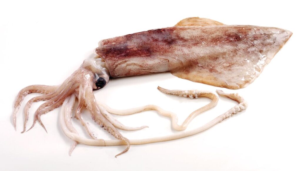 Squid