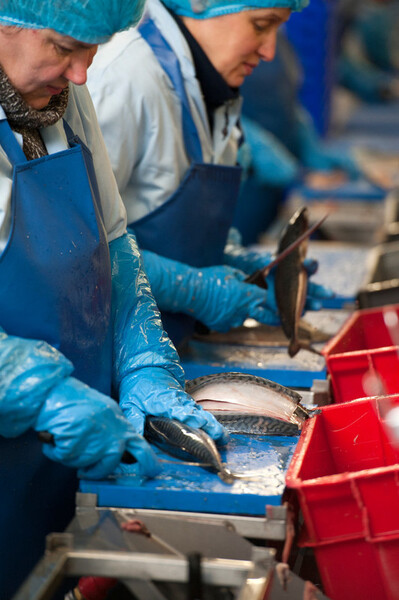 Workers on a production line in a seafood processing factory