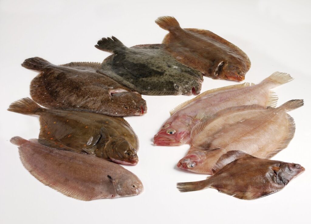 An array of flatfish