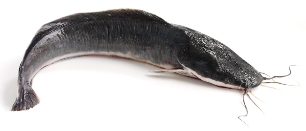 Freshwater Catfish displayed on a white background