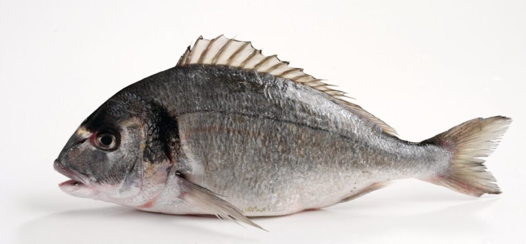 a Gilthead Bream displayed on a white background