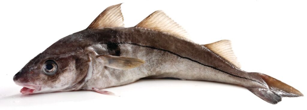 a single Haddock displayed on a white background