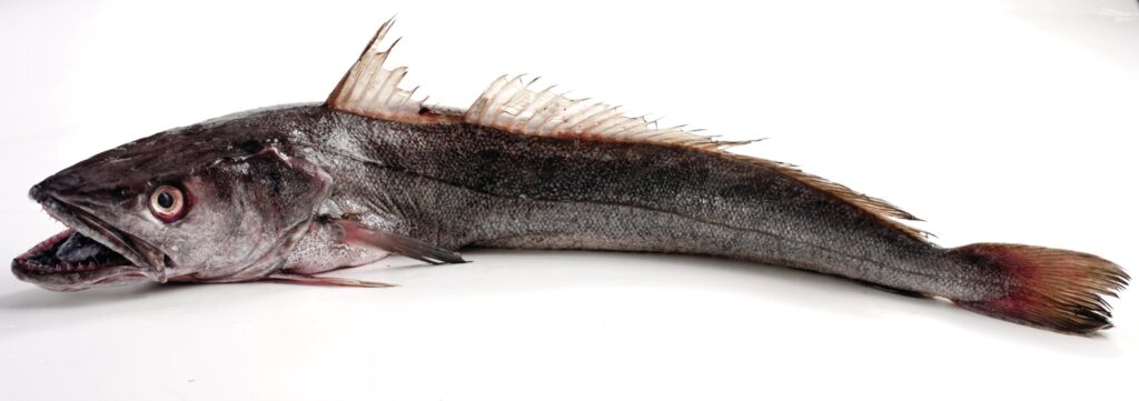 Single Hake displayed on a white background