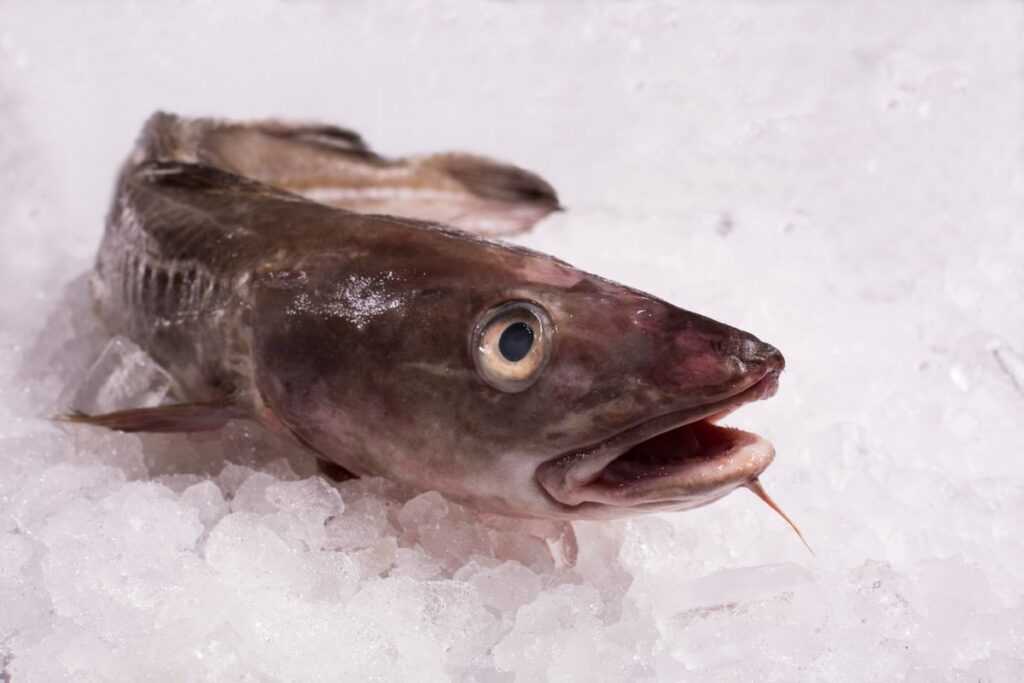 A Cod, head first displayed on a bed of ice