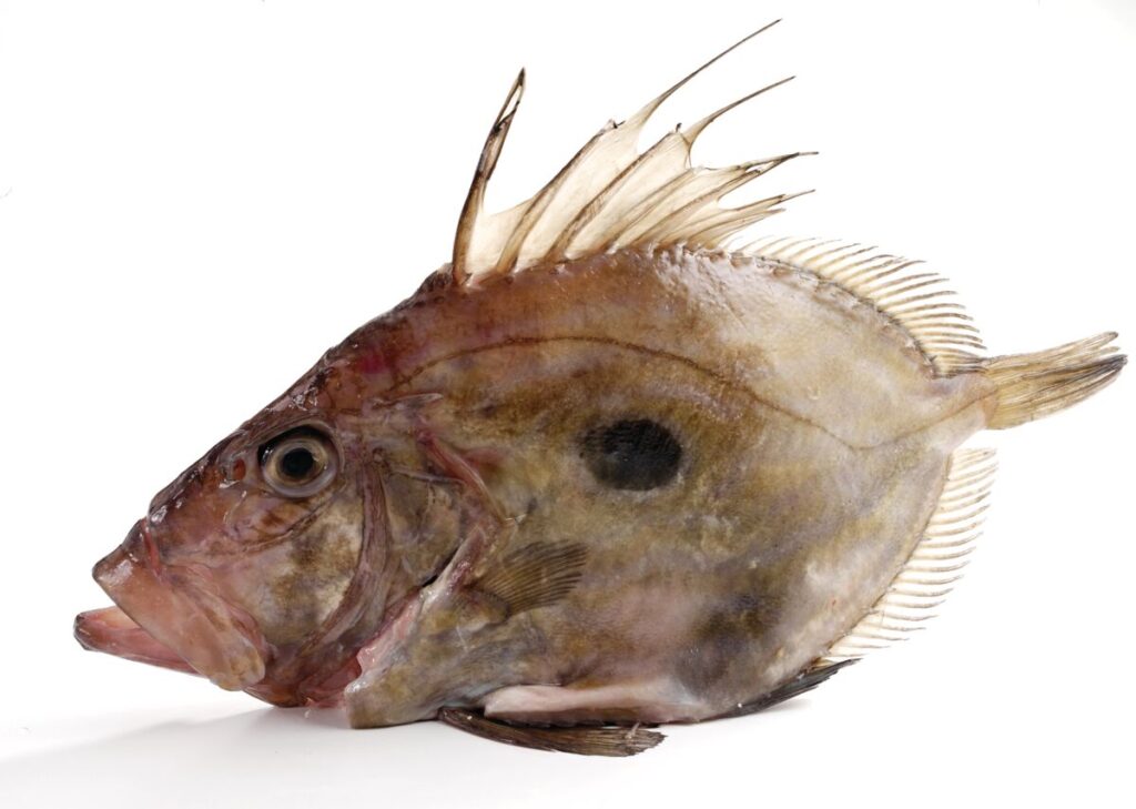 A John Dory displayed on a white background