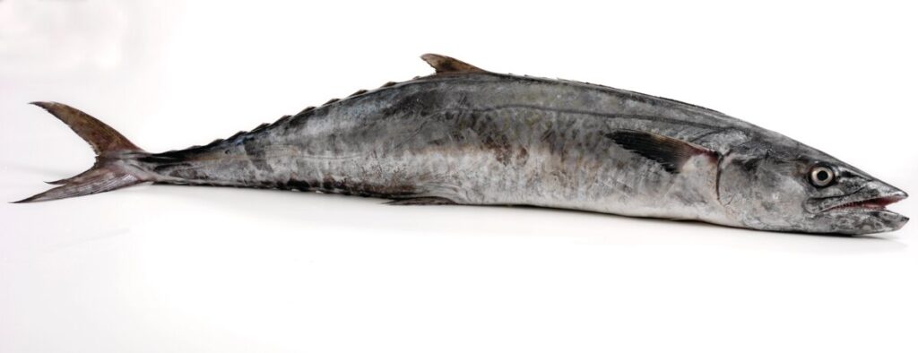 a Kingfish displayed on a white background