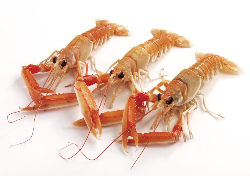 Three Langoustines displayed on a white background