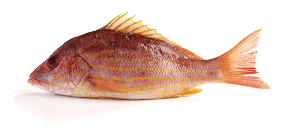 a single red and yellow Lined Snapper displayed on a white background