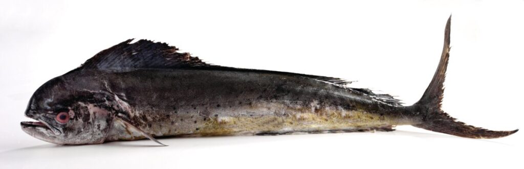 Single fish, a Mahi Mahi displayed on a white background