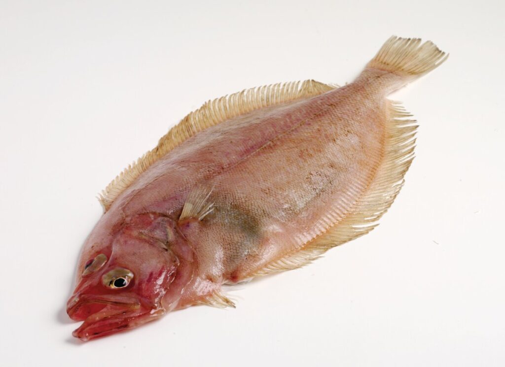 Megrim flatfish displayed on a white background