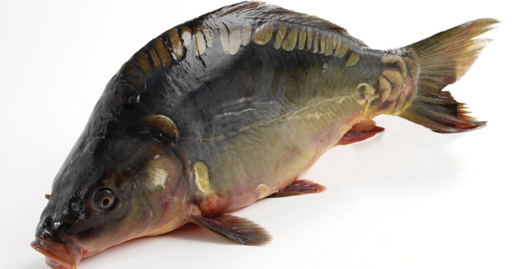 Mirror Carp