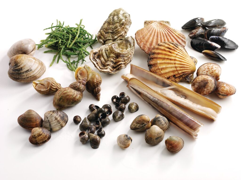 an array of bivalve and gastropod shellfish