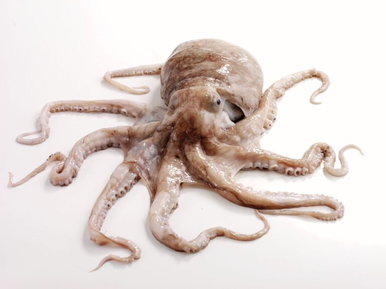 Octopus displayed on a white background