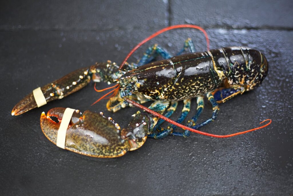 Highly coloured live European Lobster