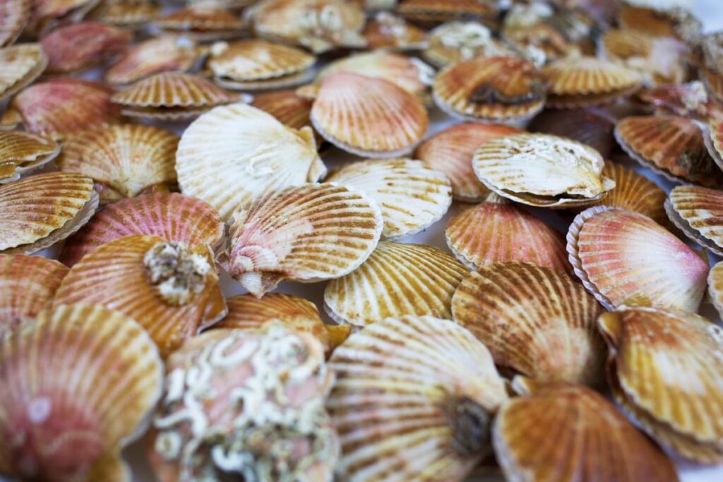 A large collection of whole scallops in the shell