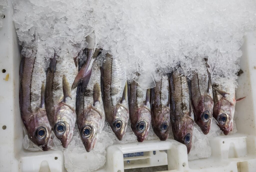 9 haddock partially embedded in crushed ice in a fish box