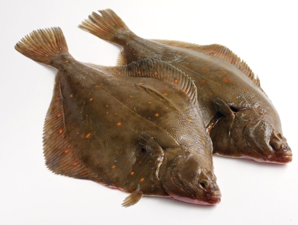 Two Plaice on a white background