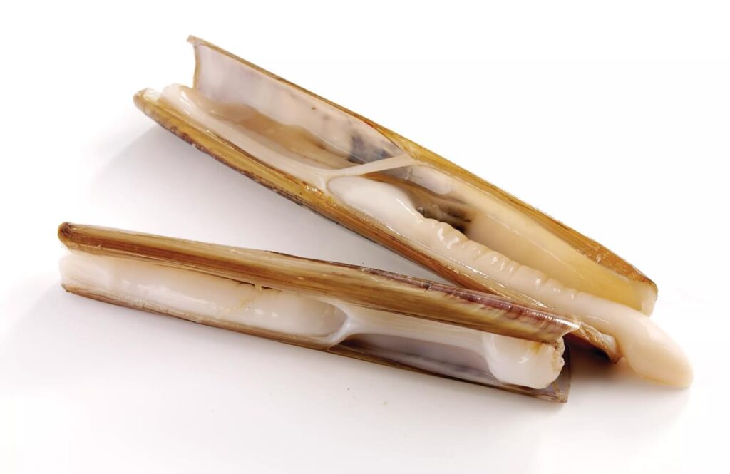 Two razor clams