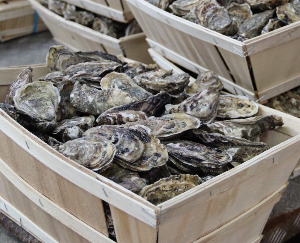 Oysters in wooden baskets