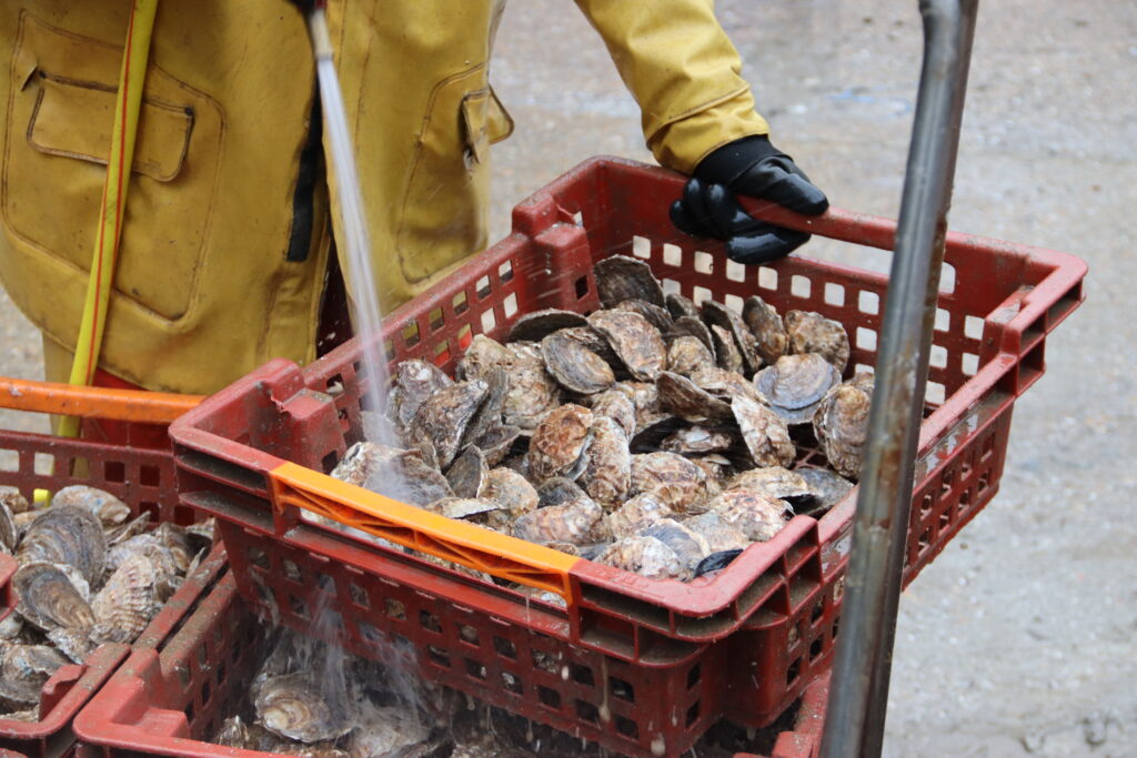 Oysters in a plastic tray being washed with water from a hosepipe