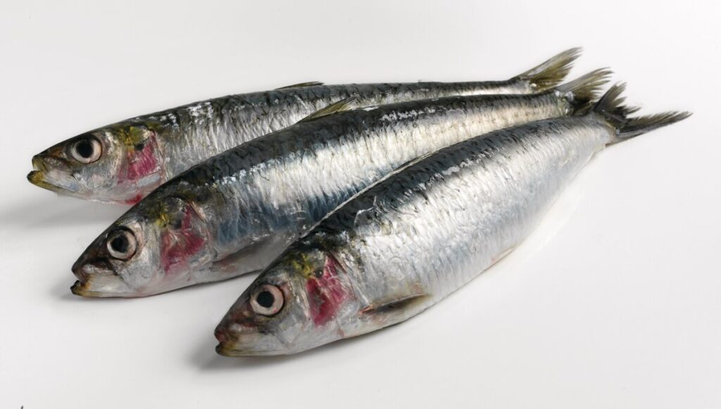 Three sardines displayed on a white background