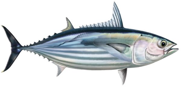 An artistic drawing of a skipjack tuna