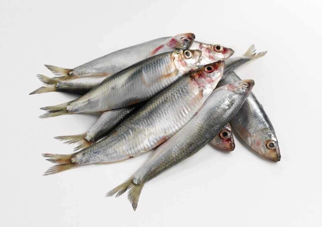 A pile of Sprats displayed on a white background