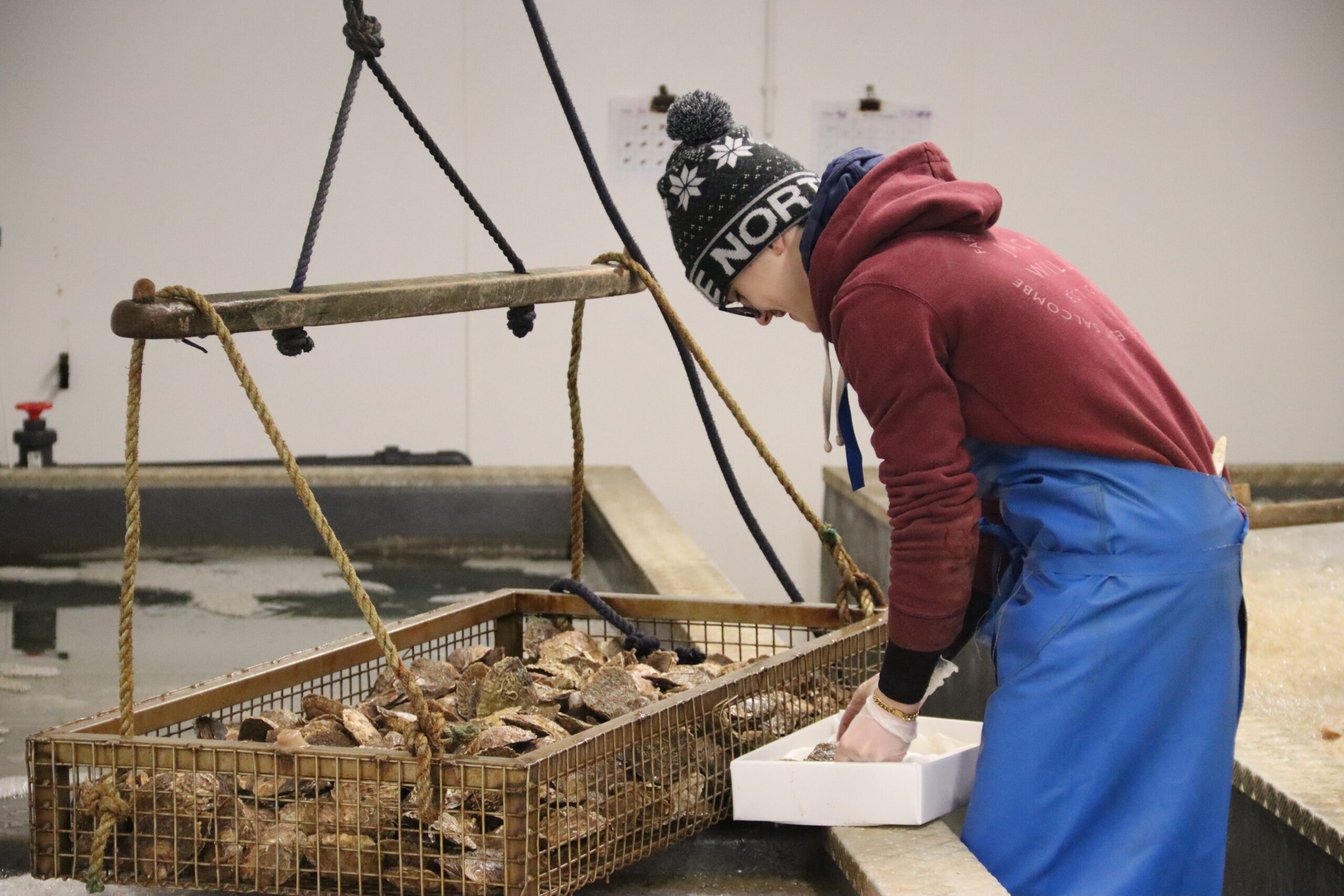 Worker in a bivalve purification business placing oysters into a box