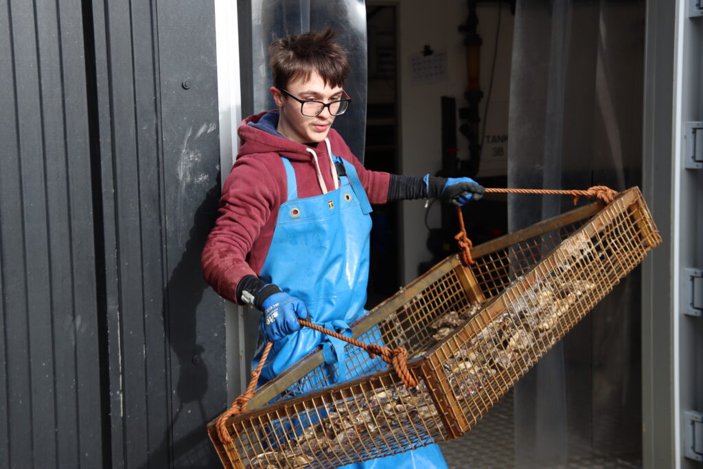 Seafood worker carrying oysters in a metal container