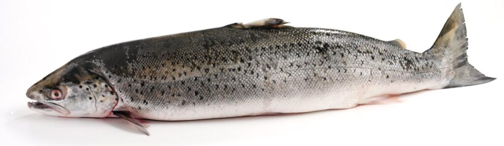 a single silvery fish, Wild-sea-trout