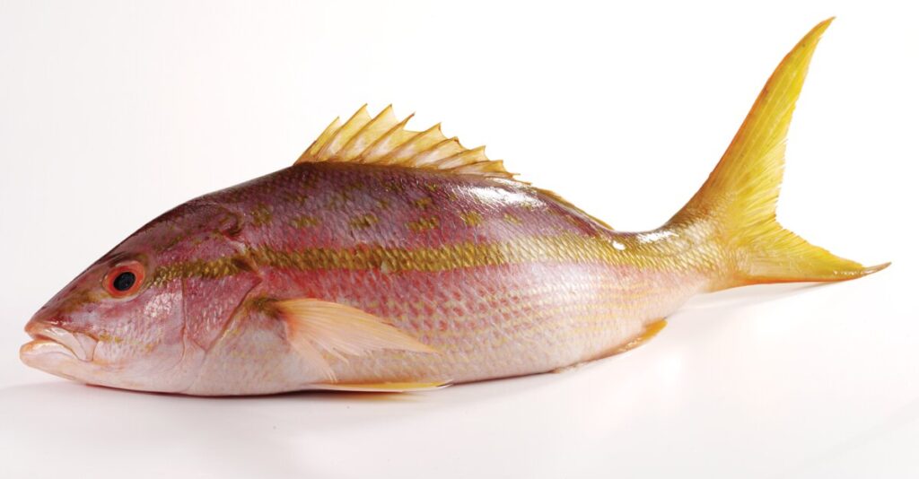 Single Yellow Tail Snapper