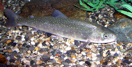 Arctic Char against a gravel bed