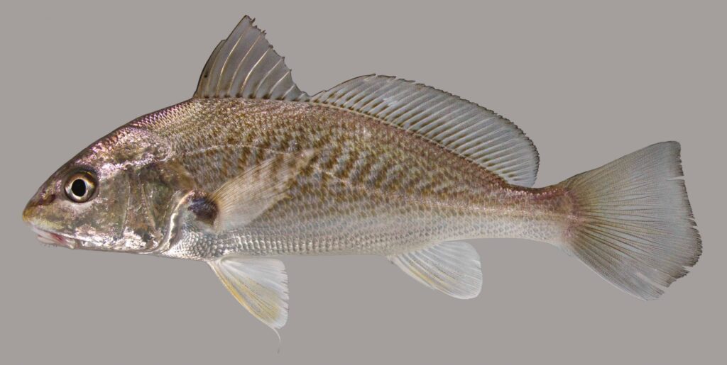 Atlantic Croaker displayed on a plain background