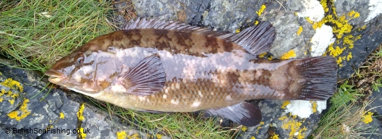 Ballan Wrasse displayed on a rocky shore