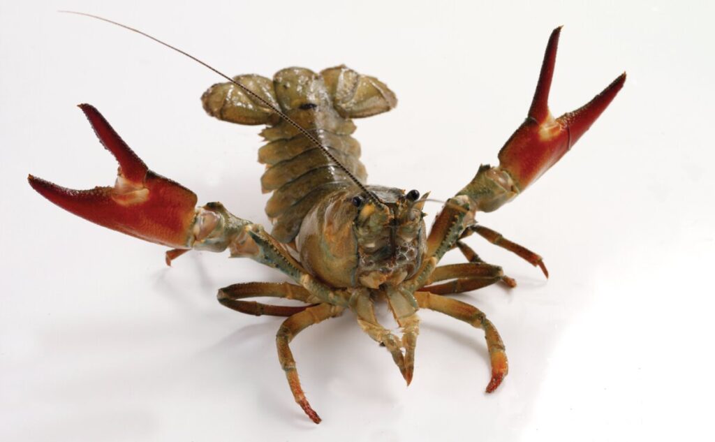 Crayfish against a white background