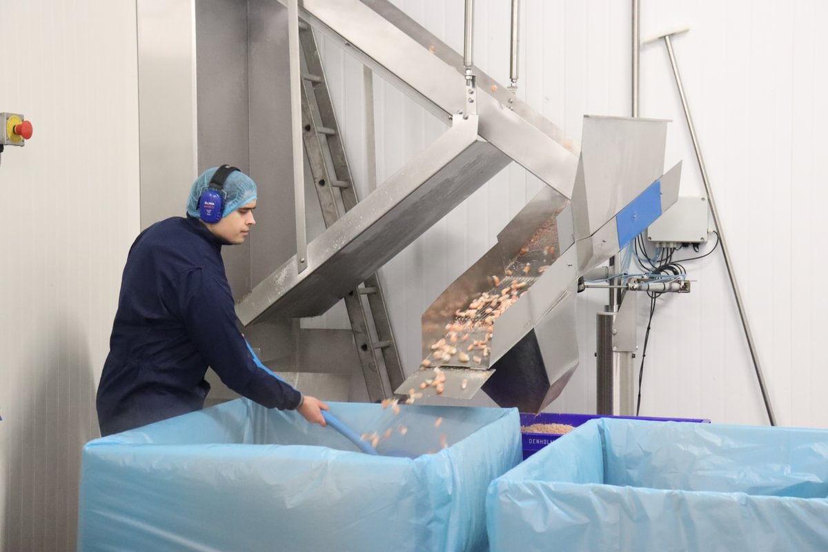 frozen scampi peices fall down a chute into a large storage box