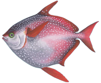 a drawing of a Moonfish