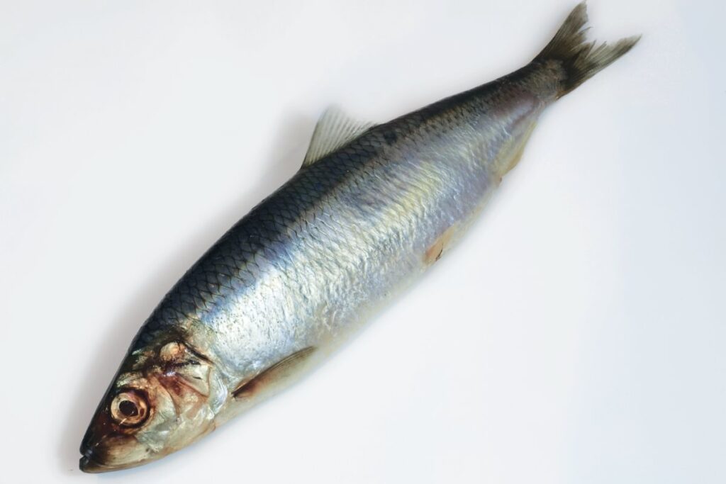 A single silvery herring on a white background