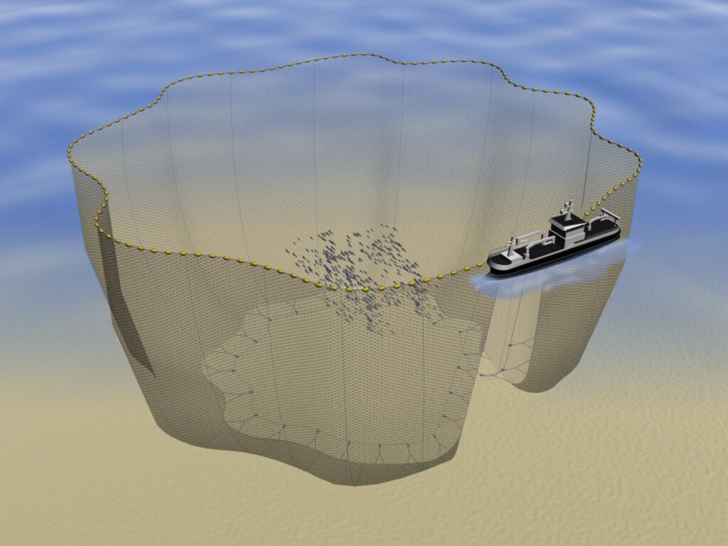 Drawing of a purse seiner fishing boat